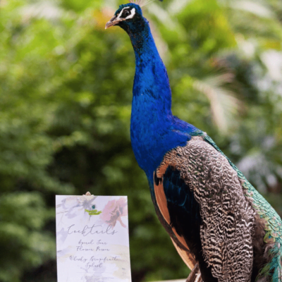 Peacock "Reg" (Taxidermied)